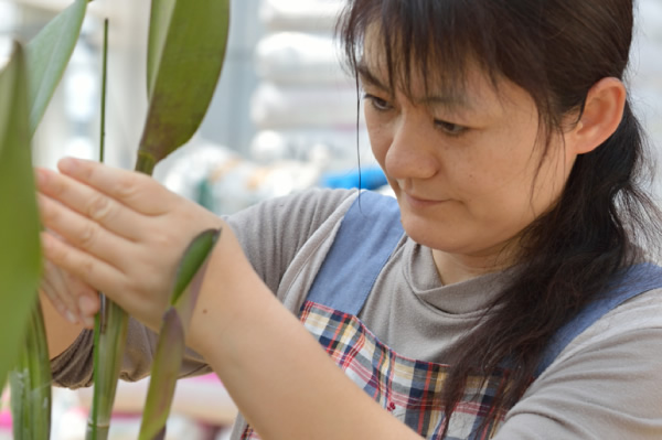 情熱 カトレアの山野井洋蘭