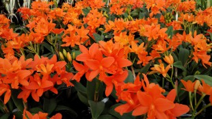 Blc.Young-Min Orange ‘Jin Man 1'
