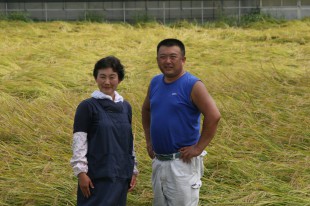 2011稲刈り (19)