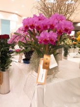 2017年　茨城県花の展覧会　金賞・茨城県花き流通センター農業協同組合理事長賞