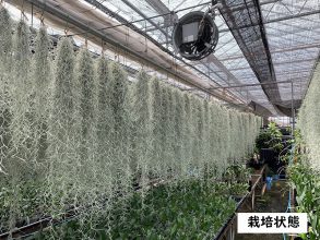 ショップ|カトレアの山野井洋蘭